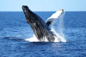 Ocean Attractions