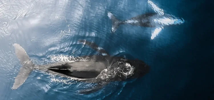 whales