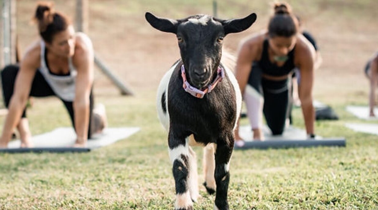 808-Goat-Yoga-e1753261527423