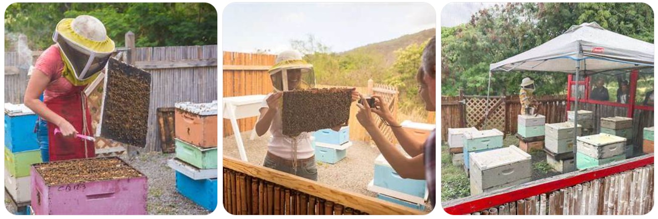 Big-Island-Bees-1