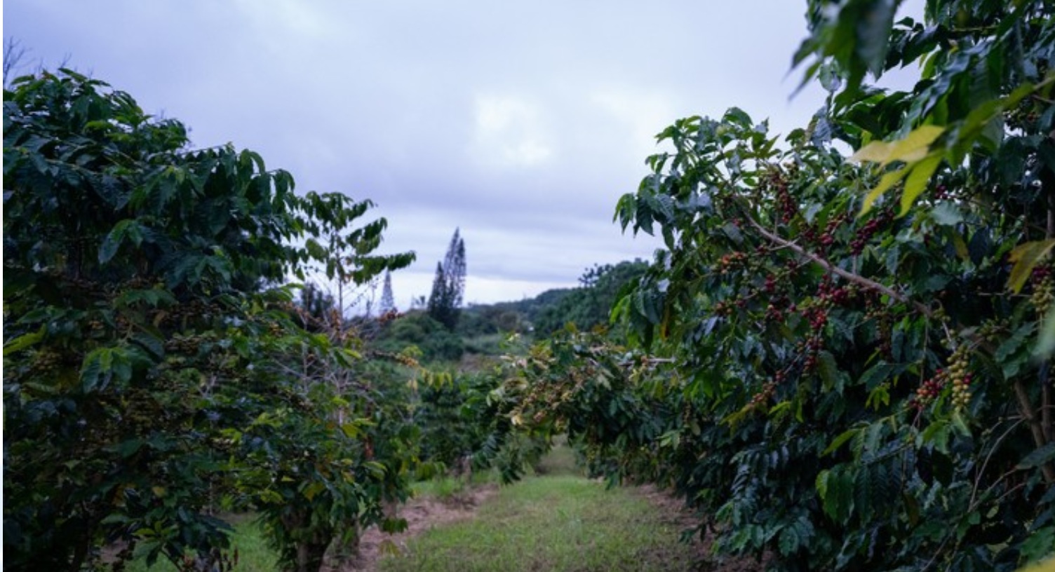 Heavenly-Hawaiian-Coffee
