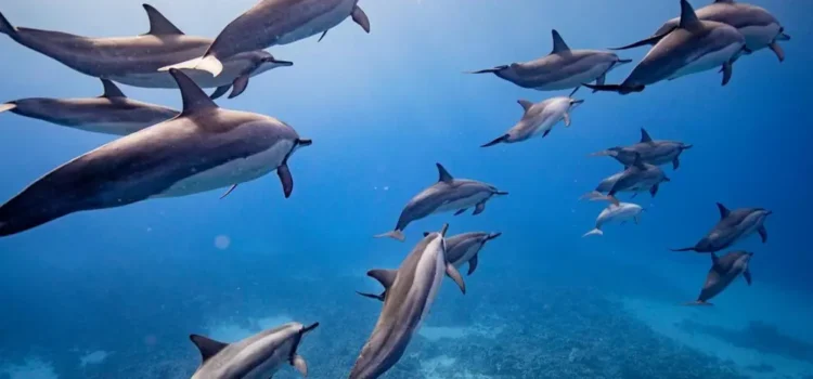 Dolphins